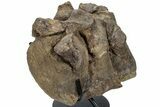 Hadrosaur (Brachylophosaurus?) Sacrum w/ Metal Stand - Montana #227751-6